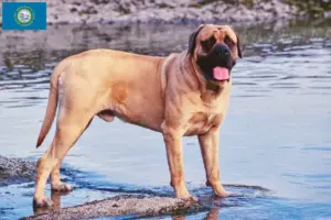 Read more about the article Mastiff breeders and puppies in South Dakota