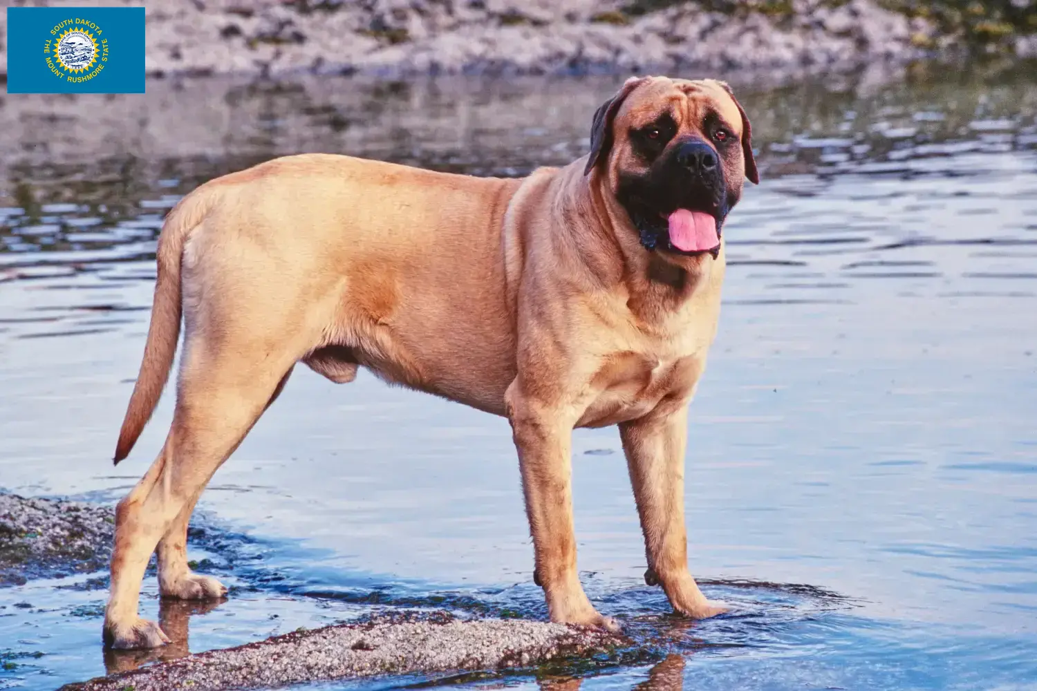 Mastiff puppies and breeders South Dakota Here you can find Mastiff breeders in South Dakota.
