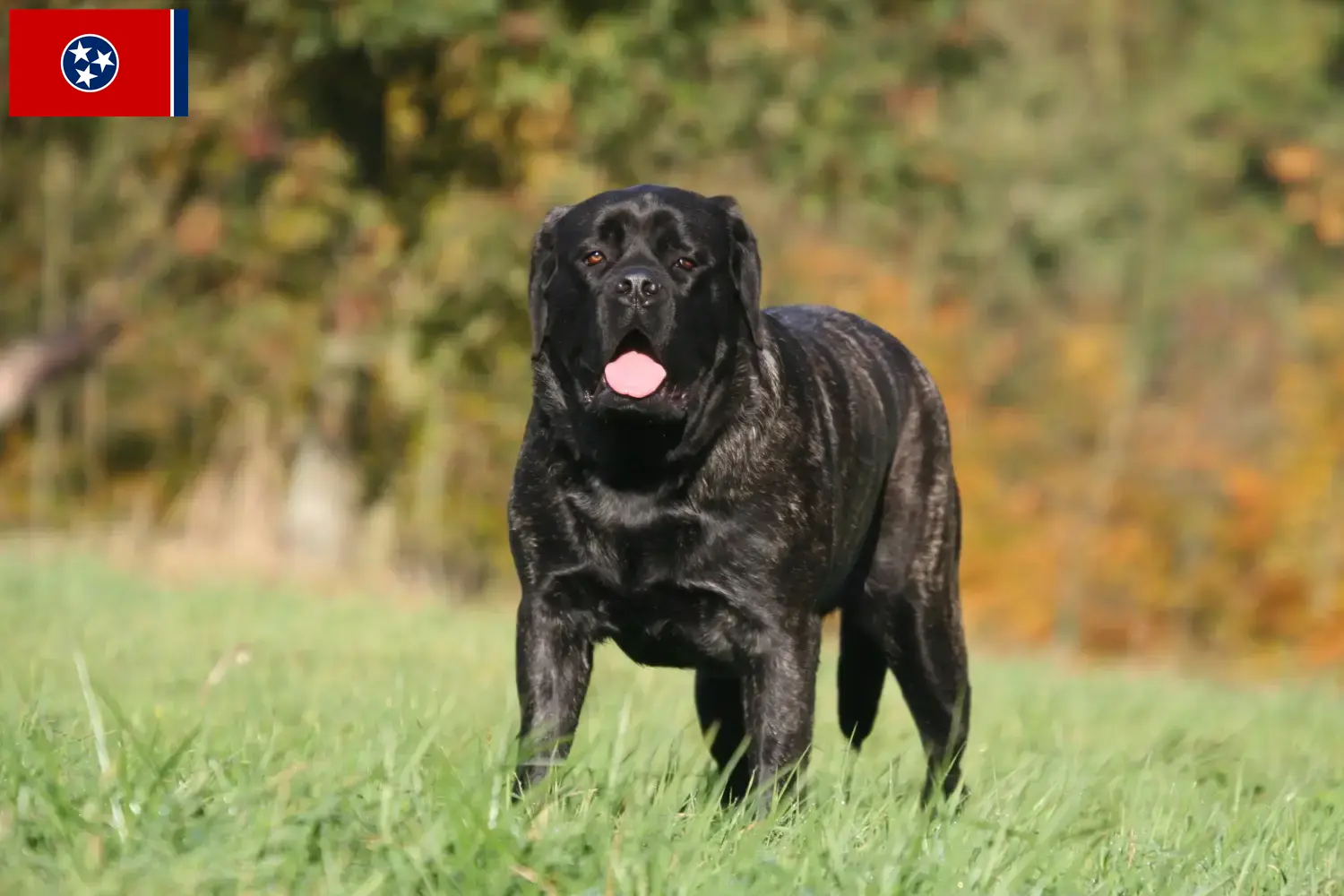 Mastiff puppies and breeders Tennessee Here you can find Mastiff breeders in Tennessee.