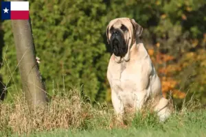 Read more about the article Mastiff breeders and puppies in Texas
