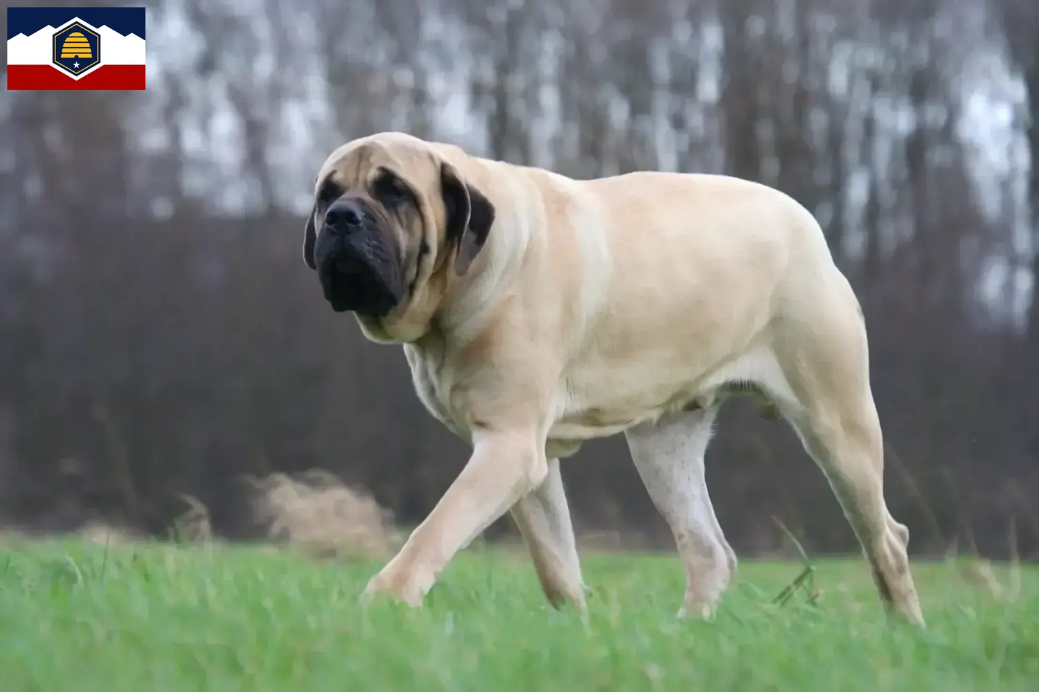 Mastiff puppies and breeders Utah Here you can find Mastiff breeders in Utah.