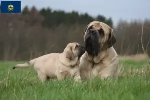 Read more about the article Mastiff breeders and puppies in Vermont