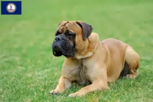 Read more about the article Mastiff breeders and puppies in Virginia