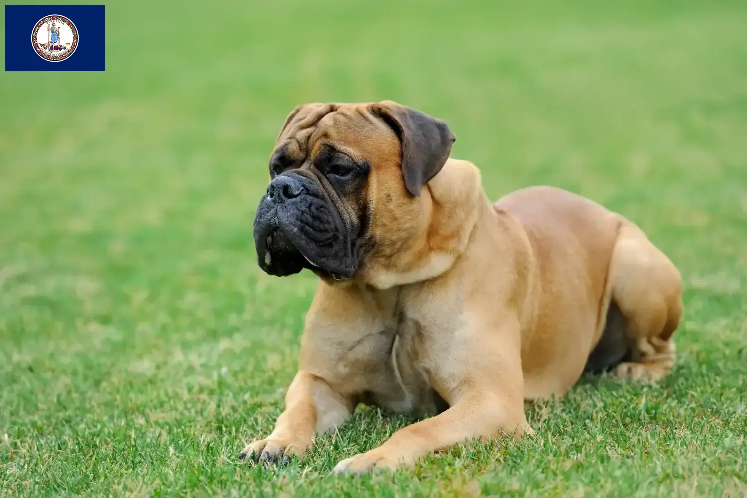 Mastiff puppies and breeder Virginia Here you can find Mastiff breeders in Virginia.