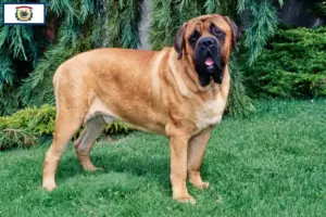 Read more about the article Mastiff breeders and puppies in West Virginia