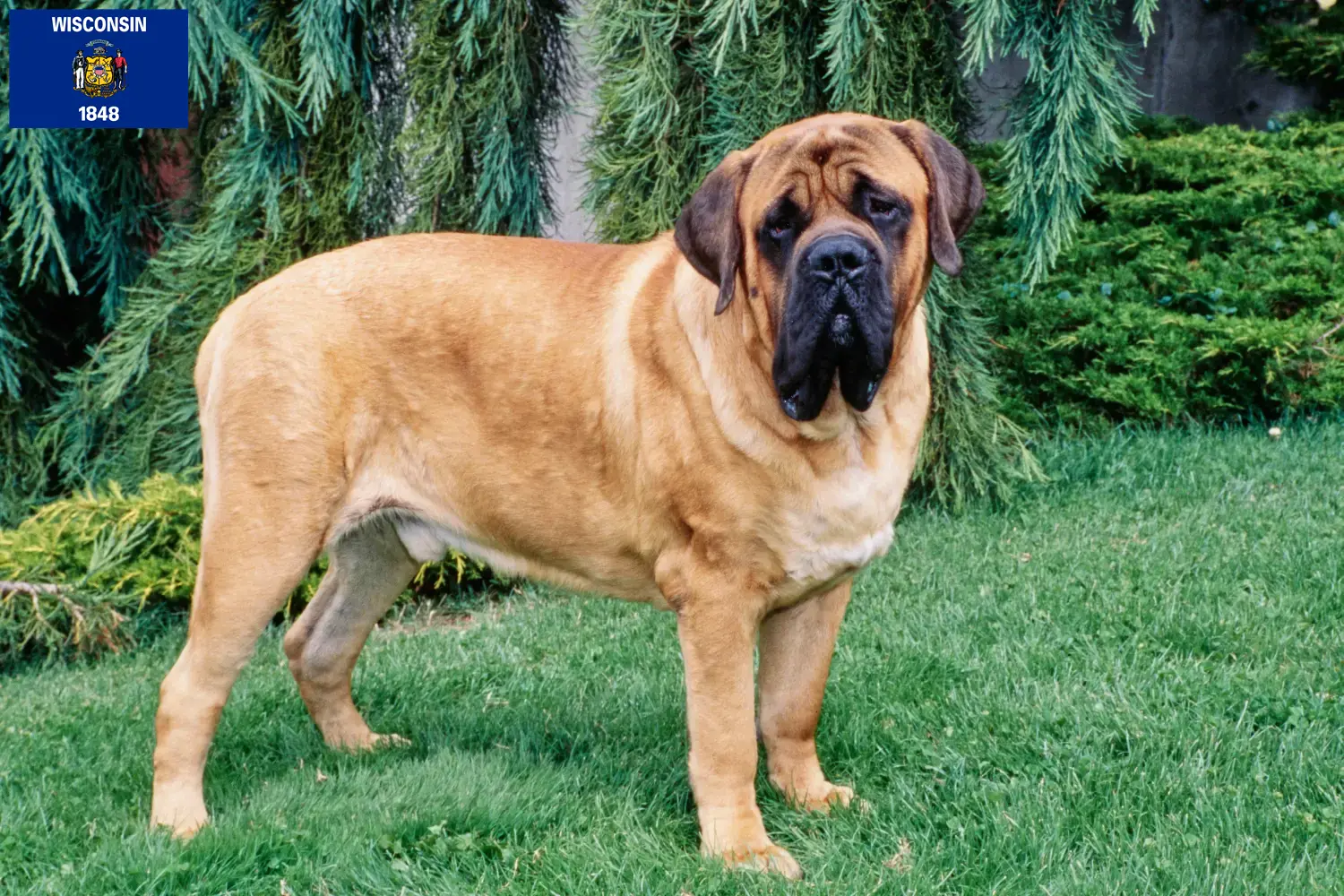 Mastiff puppies and breeders Wisconsin Find Mastiff breeders in Wisconsin.