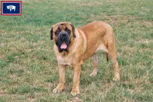 Read more about the article Mastiff breeders and puppies in Wyoming