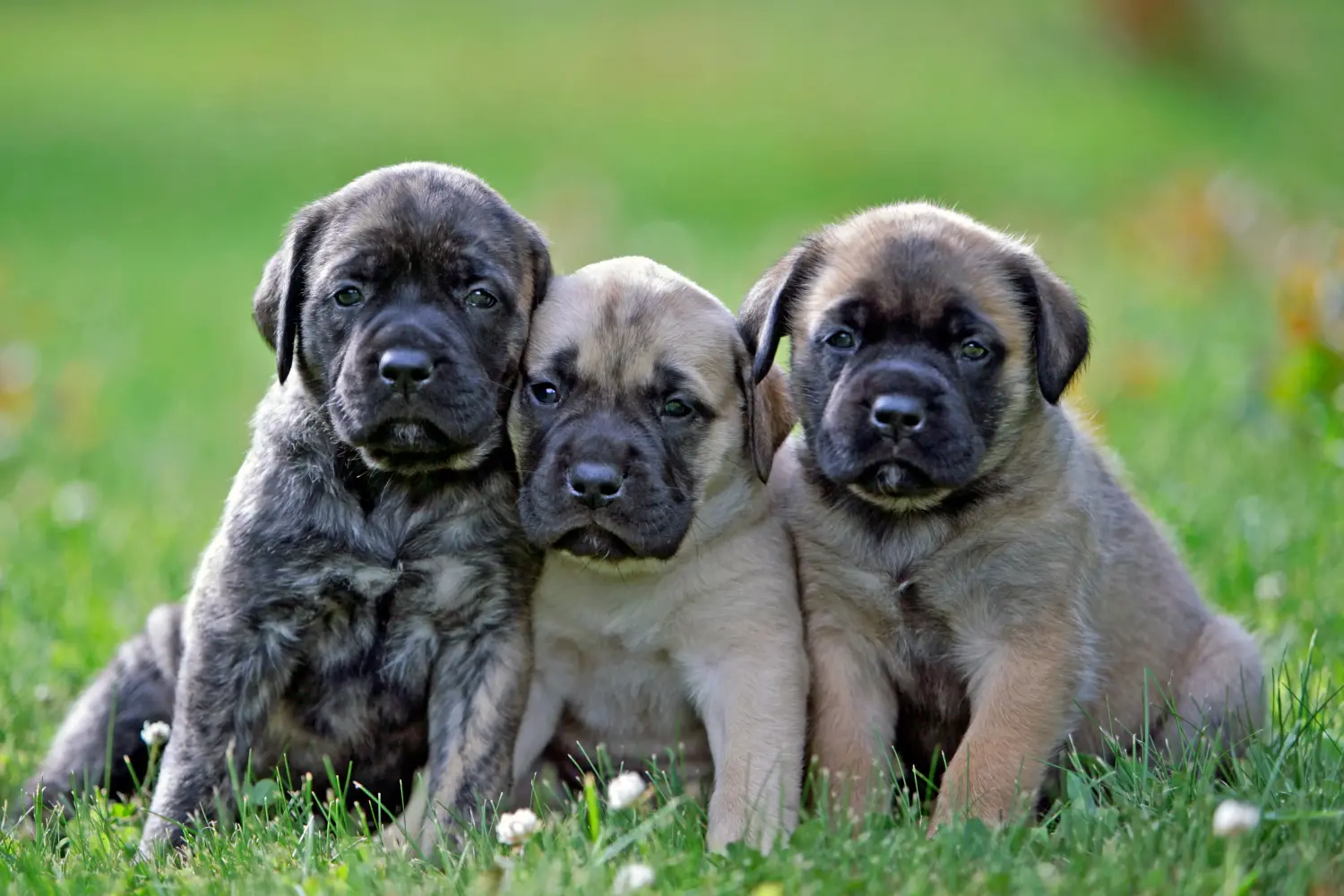 Buying a Mastiff puppy means taking responsibility! Buy Mastiff puppies.