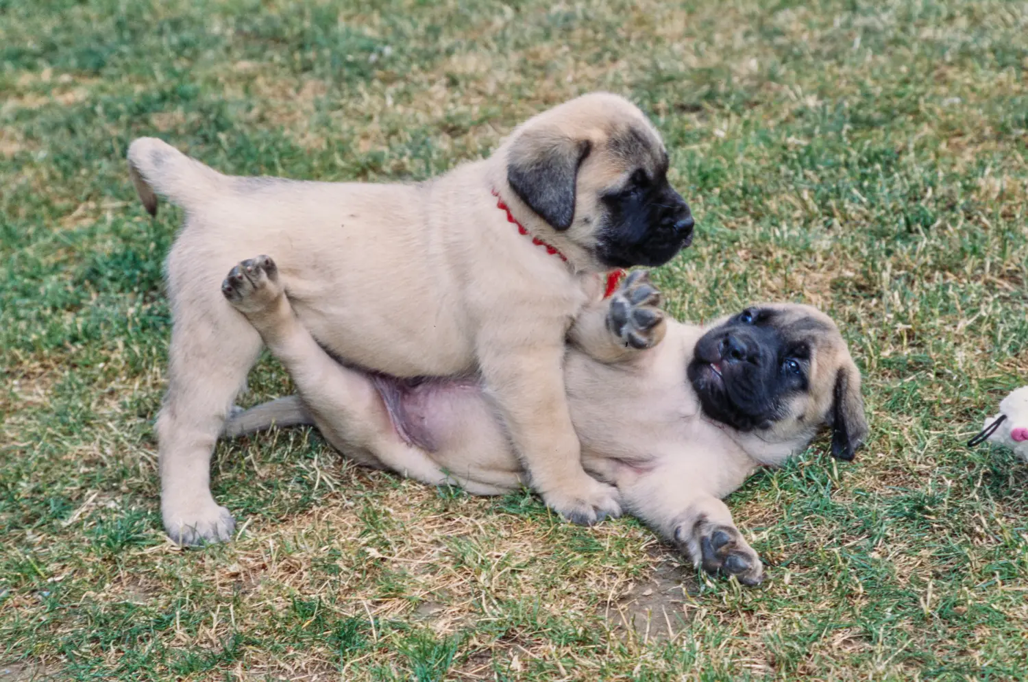 Buying a Mastiff puppy means taking responsibility! Buy Mastiff puppies.