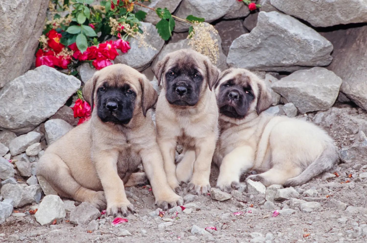 Buying a Mastiff puppy means taking responsibility! Buy Mastiff puppies.