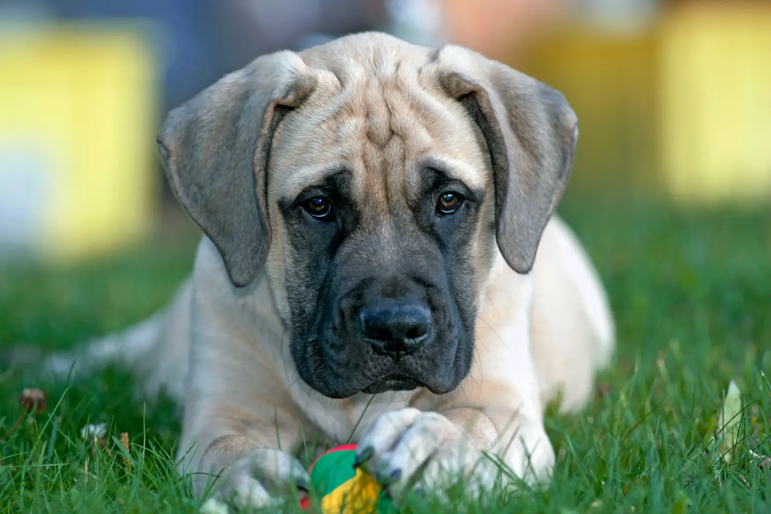 Buying a Mastiff puppy means taking responsibility! Buy Mastiff puppies.