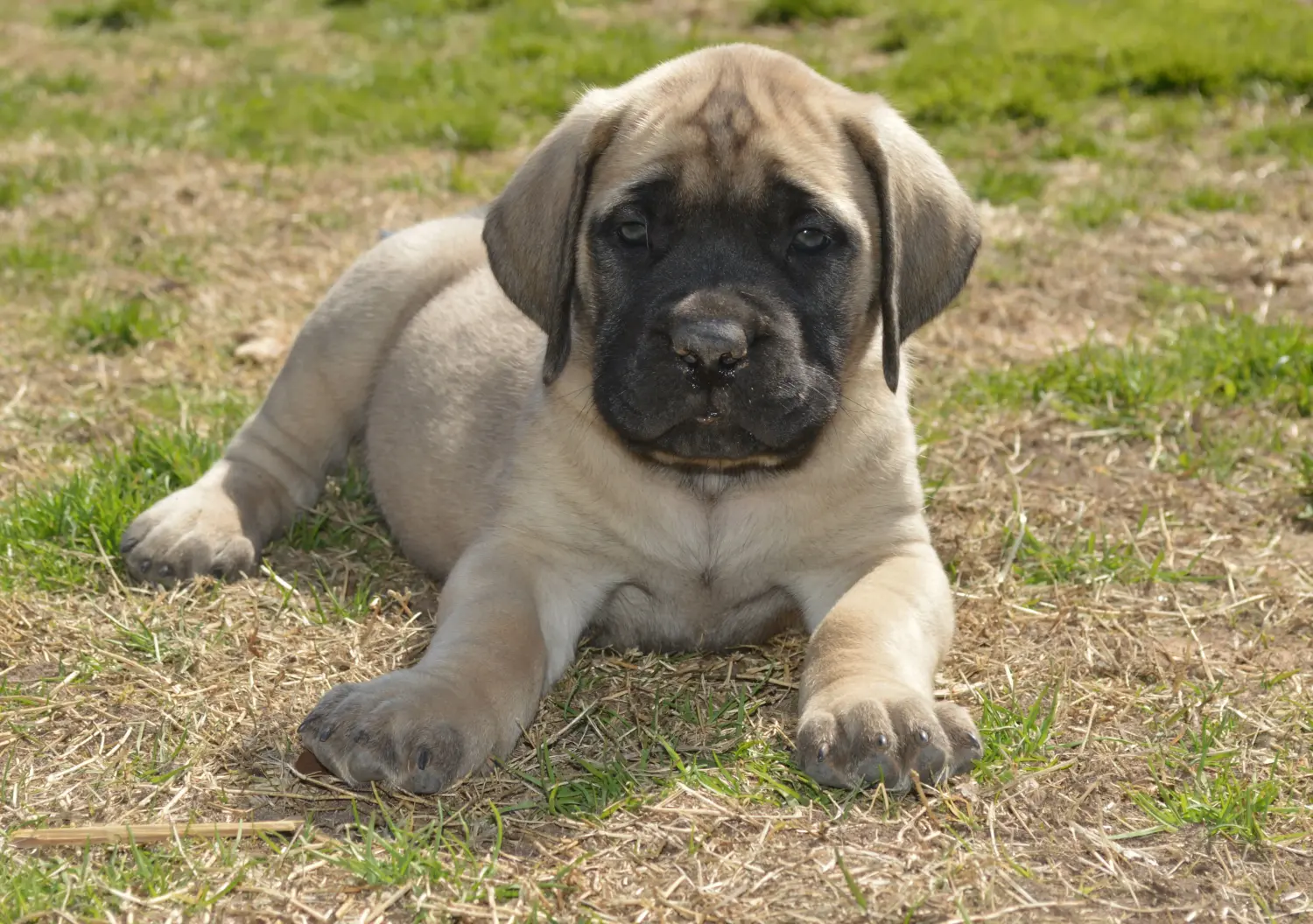 Buying a Mastiff puppy means taking responsibility! Buy Mastiff puppies.