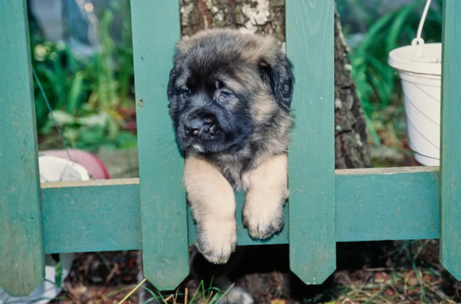 Buying a Mastiff puppy means taking responsibility! Buy Mastiff puppies.