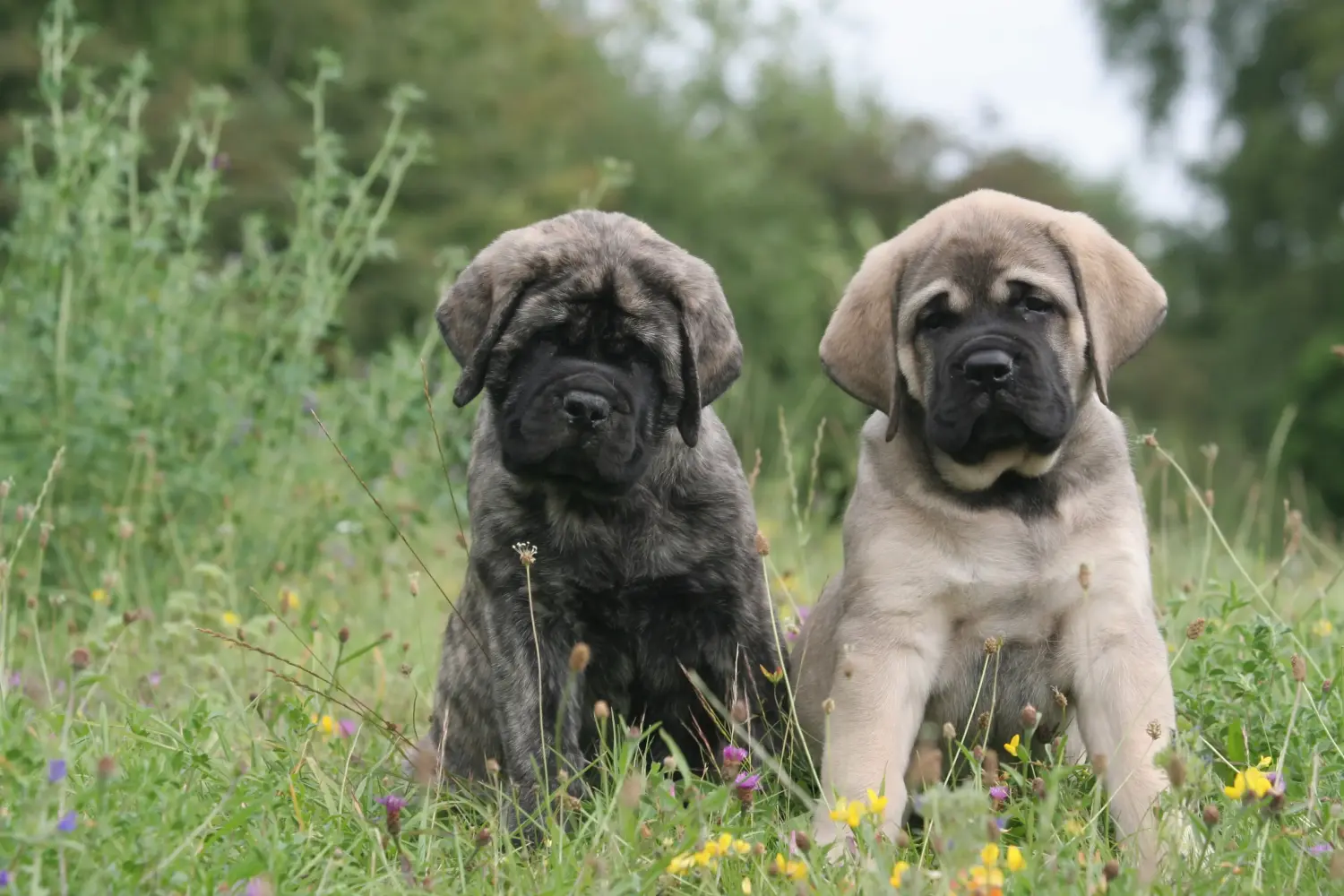 Buying a Mastiff puppy means taking responsibility! Buy Mastiff puppies.