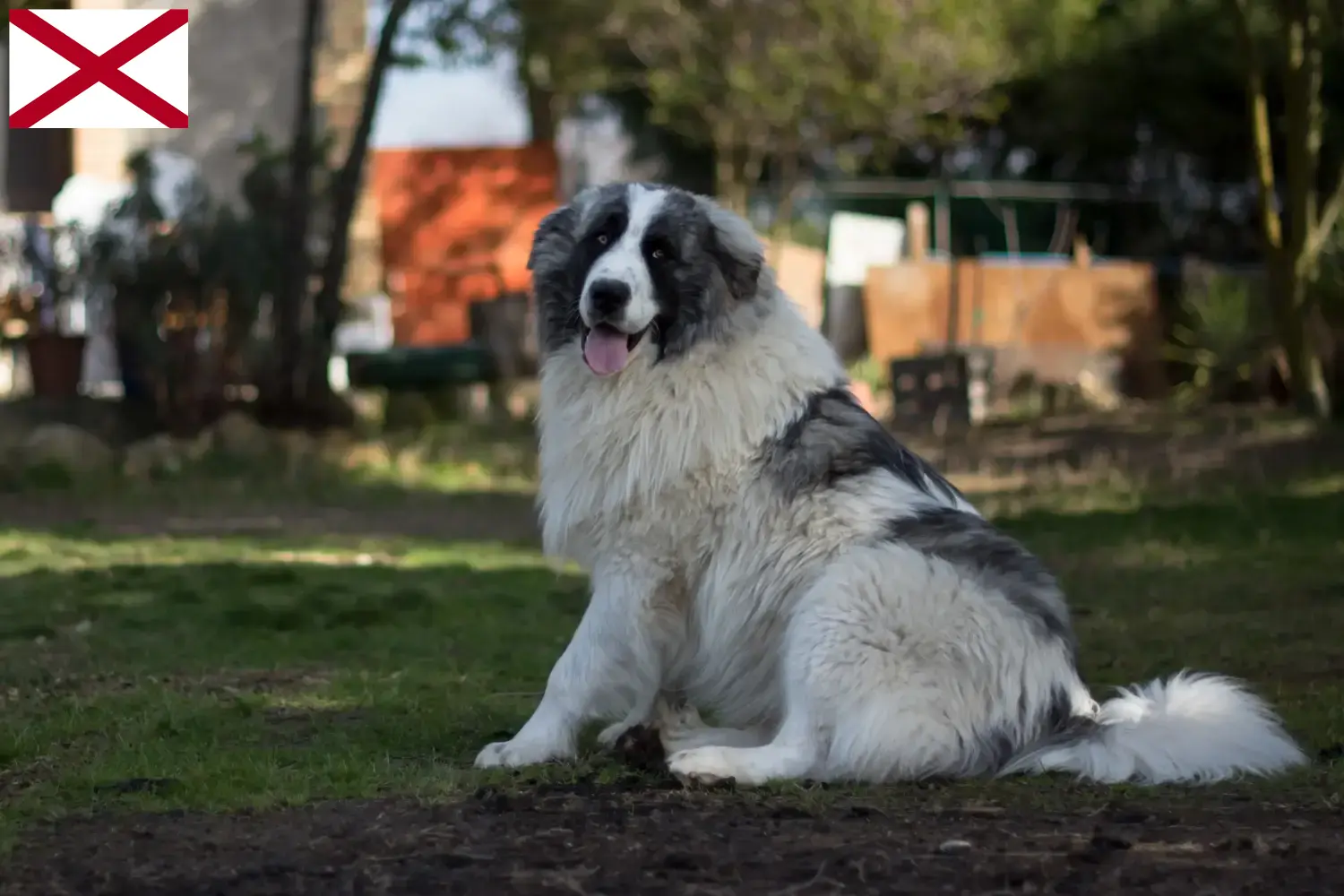 Read more about the article Mastín del Pirineo breeders and puppies in Alabama