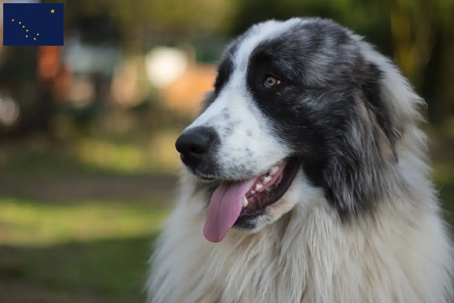 Read more about the article Mastín del Pirineo breeders and puppies in Alaska