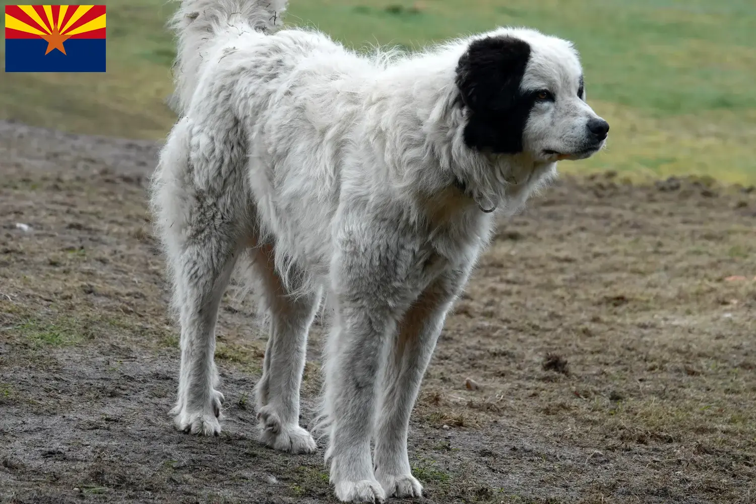 Read more about the article Mastín del Pirineo breeders and puppies in Arizona