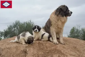 Read more about the article Mastín del Pirineo breeders and puppies in Arkansas