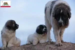 Read more about the article Mastín del Pirineo breeders and puppies in California