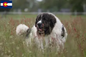 Read more about the article Mastín del Pirineo breeders and puppies in Colorado