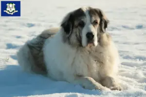 Read more about the article Mastín del Pirineo breeders and puppies in Connecticut