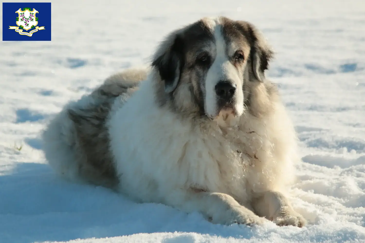 Mastín del Pirineo puppies and breeders Connecticut Find Mastín del Pirineos breeders in Connecticut.