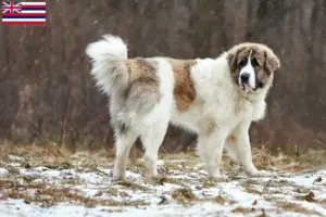 Read more about the article Mastín del Pirineo breeders and puppies in Hawaii