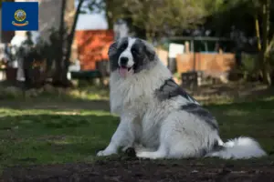 Read more about the article Mastín del Pirineo breeders and puppies in Idaho