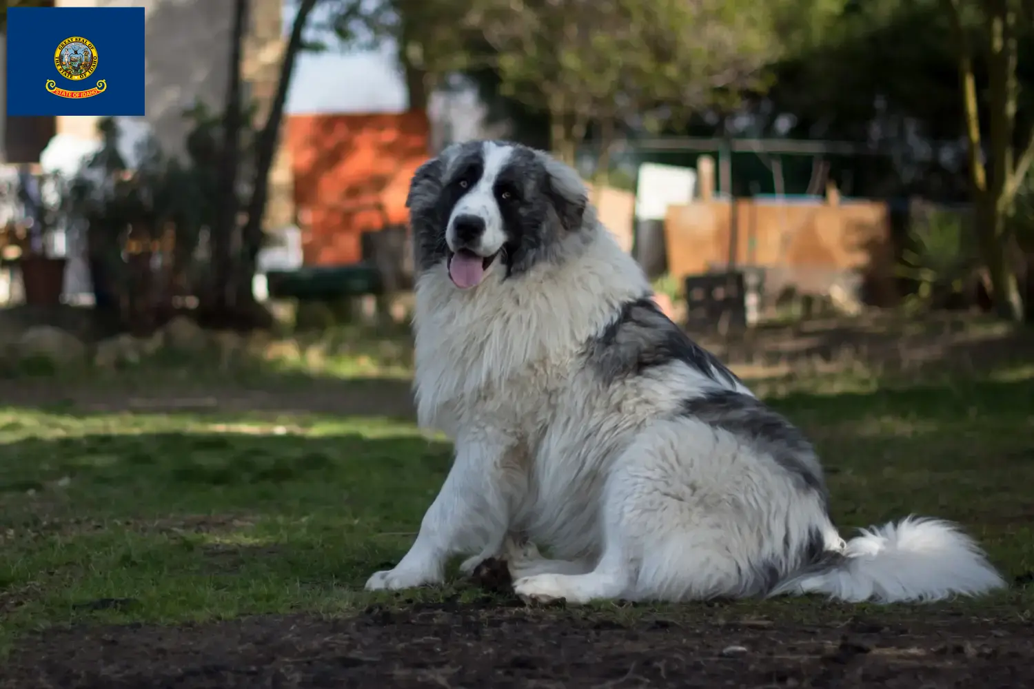 Mastín del Pirineo puppies and breeders Idaho Here you can find Mastín del Pirineos breeders in Idaho.