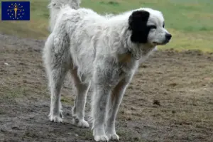 Read more about the article Mastín del Pirineo breeders and puppies in Indiana