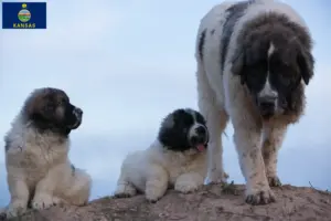 Read more about the article Mastín del Pirineo breeders and puppies in Kansas