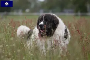 Read more about the article Mastín del Pirineo breeders and puppies in Kentucky