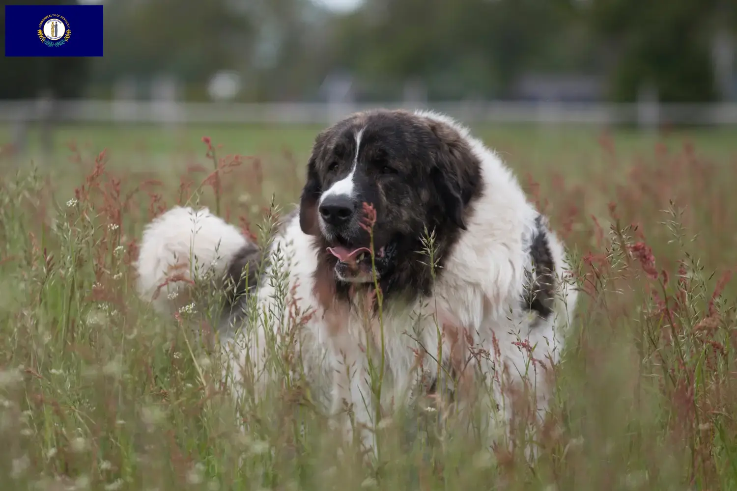 Mastín del Pirineo puppies and breeders Kentucky Here you can find Mastín del Pirineos breeders in Kentucky.