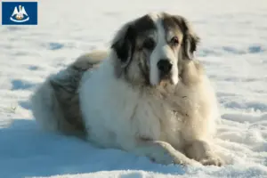 Read more about the article Mastín del Pirineo breeders and puppies in Louisiana