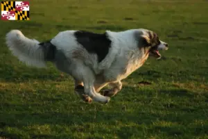 Read more about the article Mastín del Pirineo breeders and puppies in Maryland