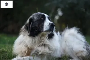Read more about the article Mastín del Pirineo breeders and puppies in Massachusetts