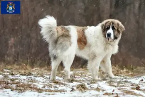 Read more about the article Mastín del Pirineo breeders and puppies in Michigan