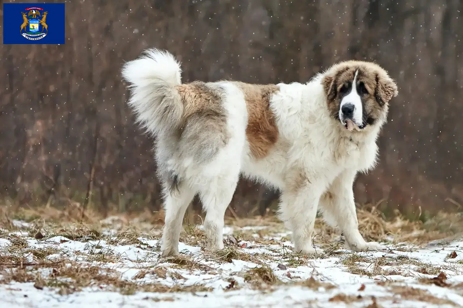 Mastín del Pirineo puppies and breeders Michigan Here you can find Mastín del Pirineos breeders in Michigan.