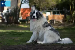 Read more about the article Mastín del Pirineo breeders and puppies in Minnesota