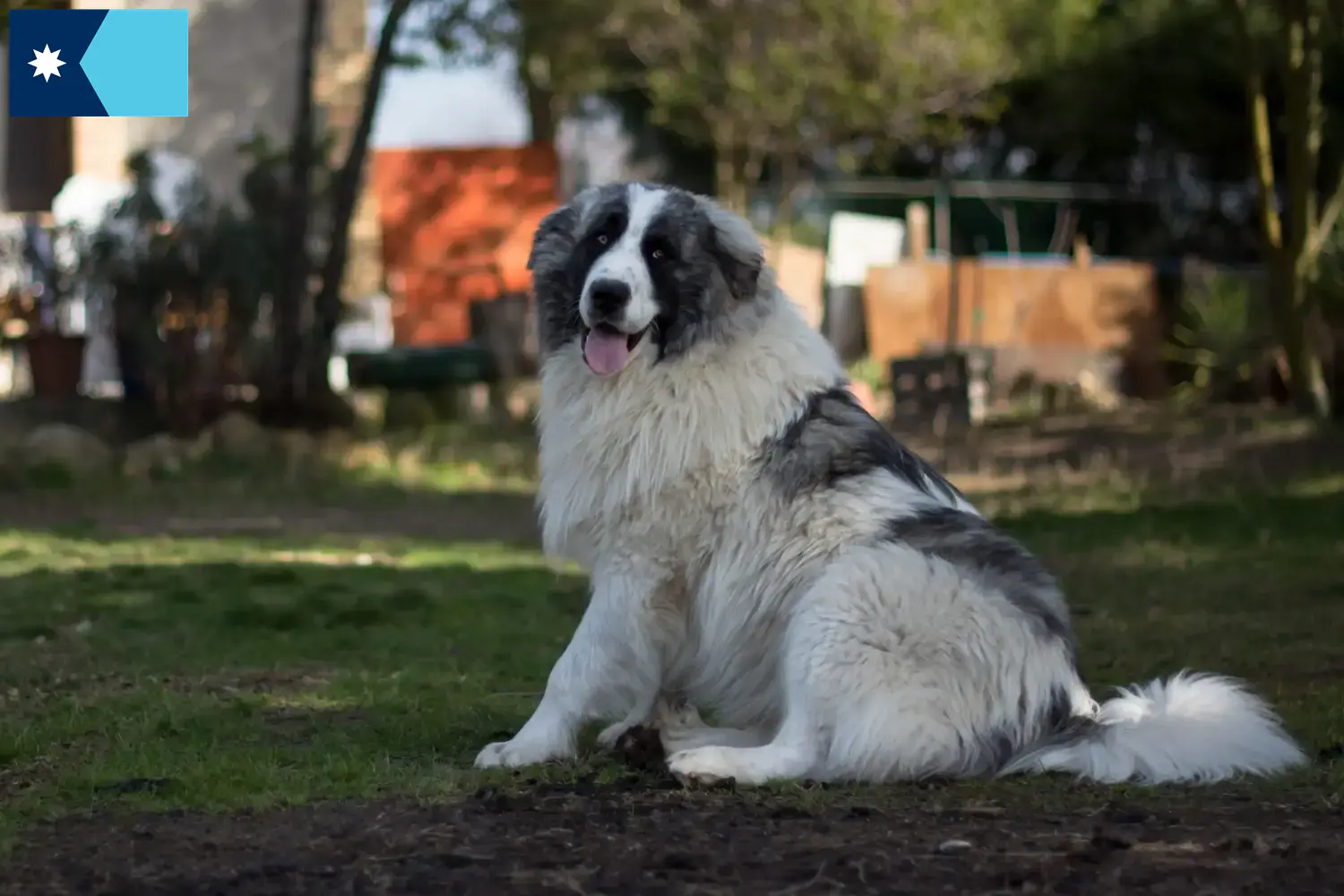 Mastín del Pirineo puppies and breeders Minnesota Here you can find Mastín del Pirineos breeders in Minnesota.