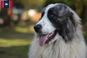 Read more about the article Mastín del Pirineo breeders and puppies in Mississippi