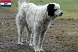 Read more about the article Mastín del Pirineo breeders and puppies in Missouri