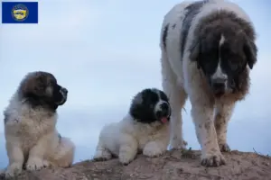 Read more about the article Mastín del Pirineo breeders and puppies in Nebraska