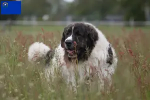 Read more about the article Mastín del Pirineo breeders and puppies in Nevada