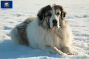 Read more about the article Mastín del Pirineo breeders and puppies in New Hampshire