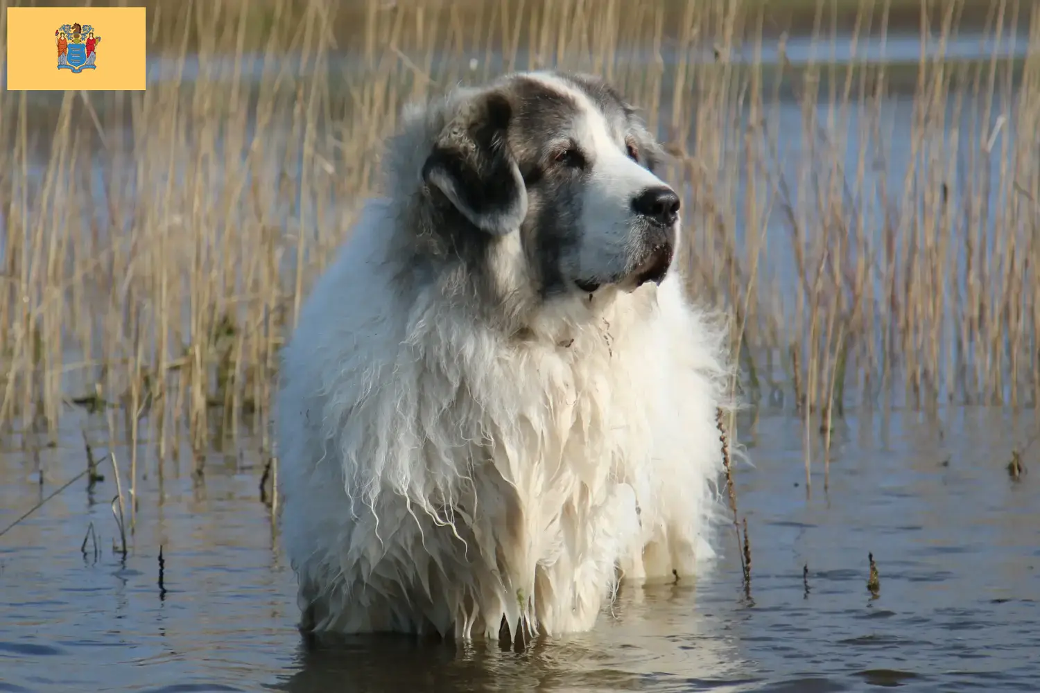 Mastín del Pirineo puppies and breeders New Jersey Here you can find Mastín del Pirineos breeders in New Jersey.