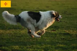 Read more about the article Mastín del Pirineo breeders and puppies in New Mexico