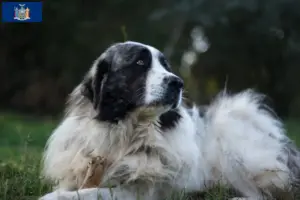 Read more about the article Mastín del Pirineo breeders and puppies in New York