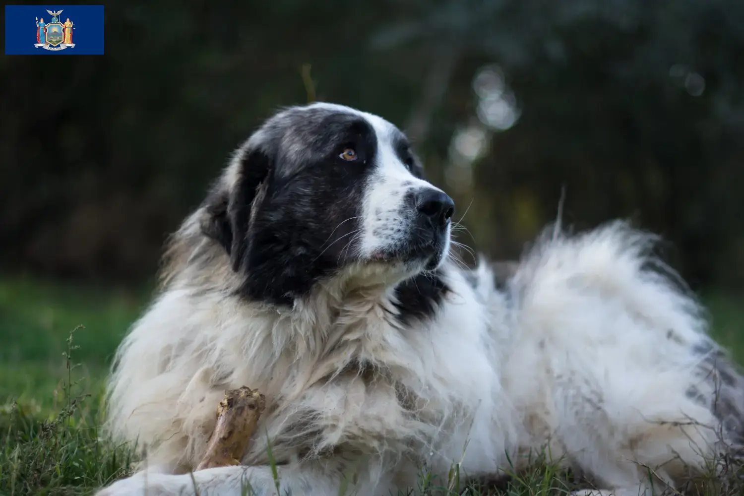 Mastín del Pirineo puppies and breeders New York Here you can find Mastín del Pirineos breeders in New York.