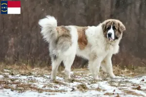 Read more about the article Mastín del Pirineo breeders and puppies in North Carolina